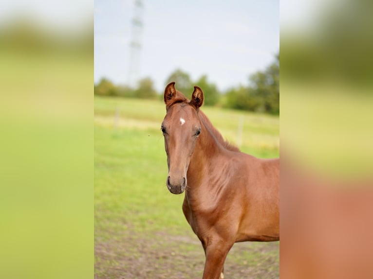 Hannoveriano Semental Potro (04/2024) 168 cm Alazán-tostado in Husum