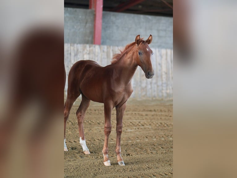 Hannoveriano Semental Potro (04/2024) 168 cm Alazán-tostado in Husum