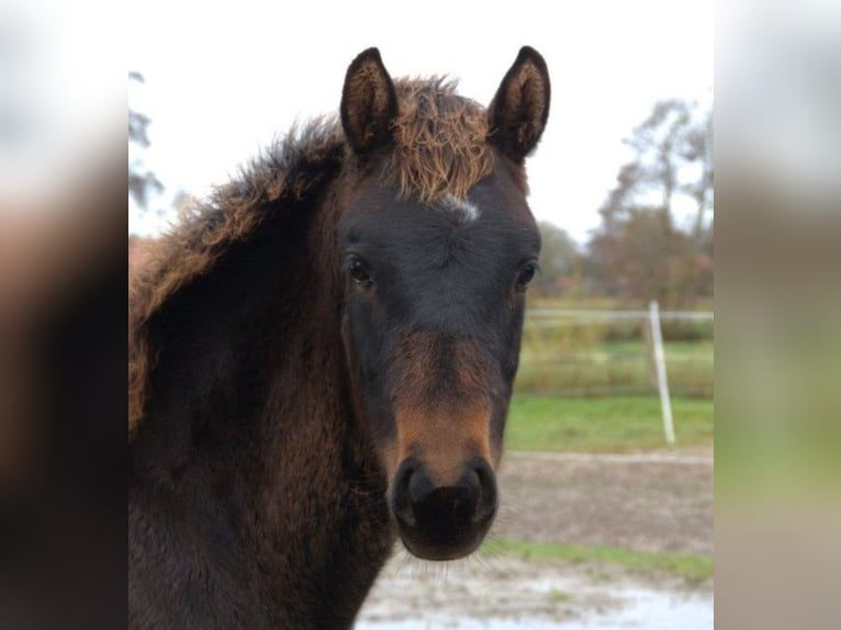 Hannoveriano Semental  168 cm Castaño oscuro in Leezdorf