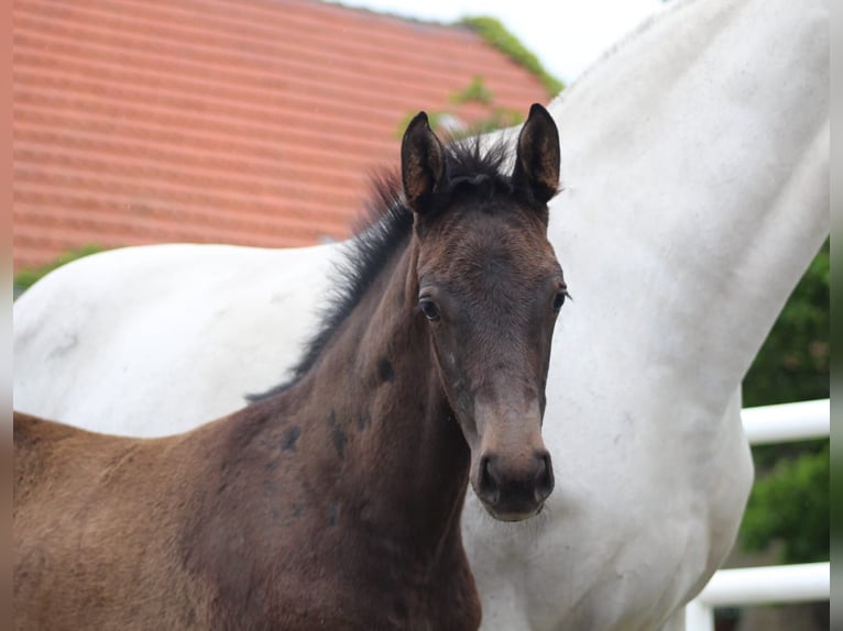 Hannoveriano Semental  168 cm Musgo in Wieglitz