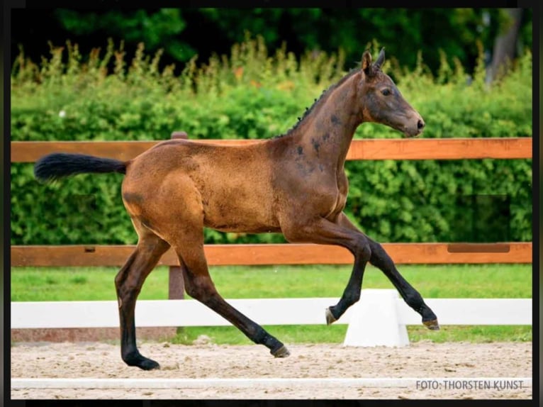 Hannoveriano Semental  168 cm Musgo in Wieglitz