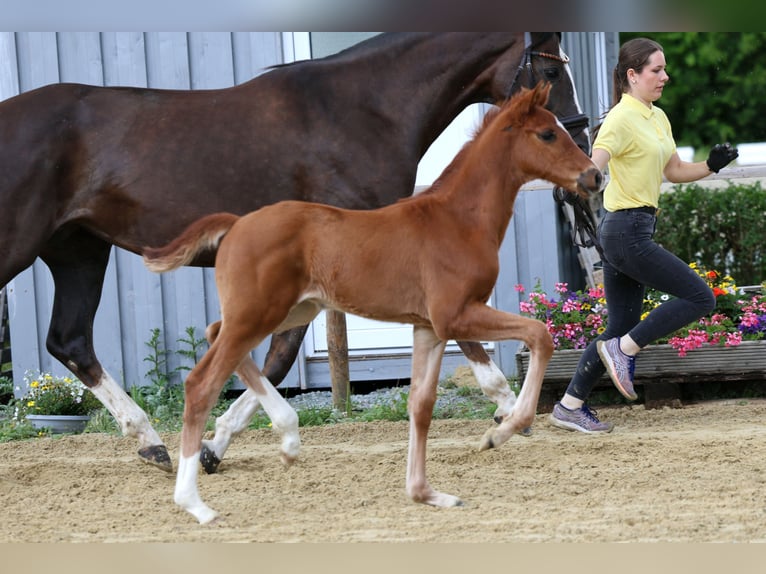 Hannoveriano Semental Potro (04/2026) 170 cm Alazán in Kutenholz