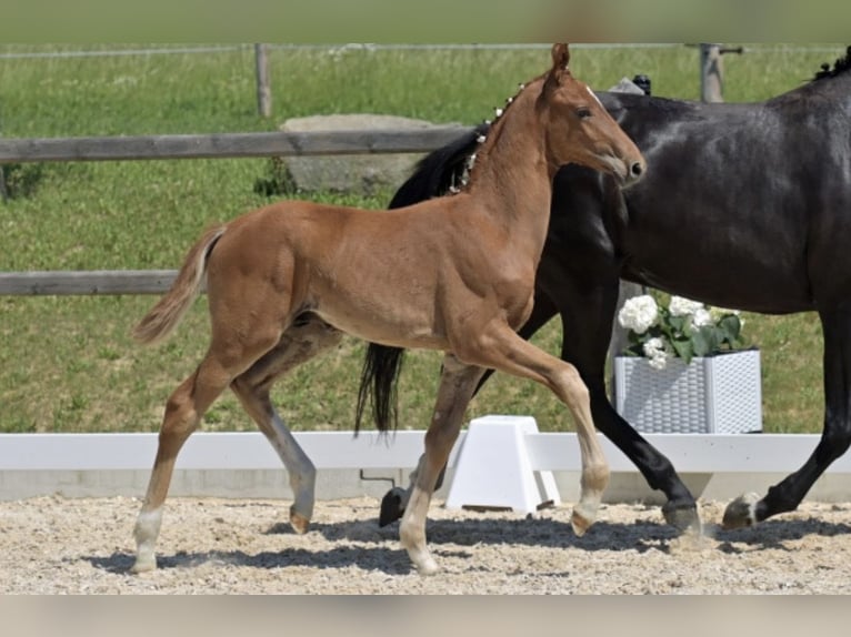 Hannoveriano Semental Potro (04/2026) 170 cm Alazán in HallbergmoosHallbergmoos
