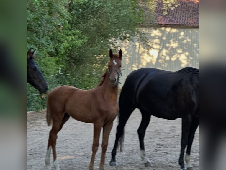 Hannoveriano Semental Potro (04/2026) 170 cm Alazán in HallbergmoosHallbergmoos