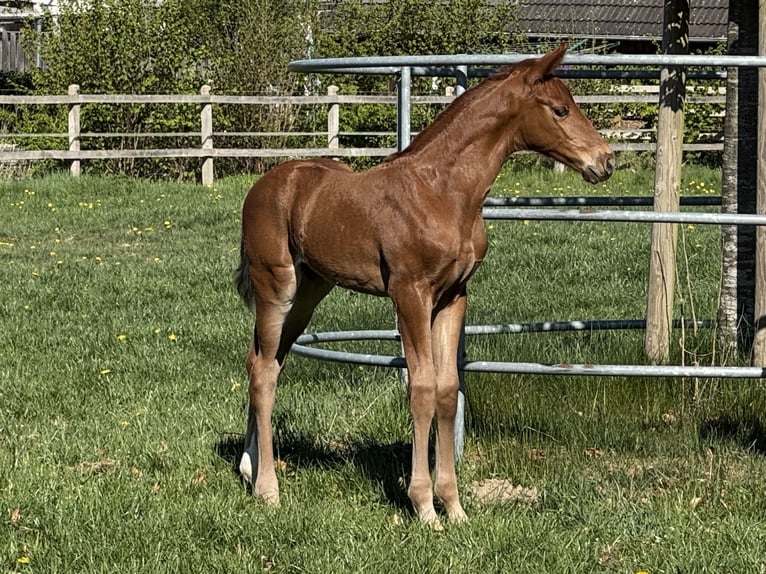 Hannoveriano Semental  170 cm Alazán in Göldenitz