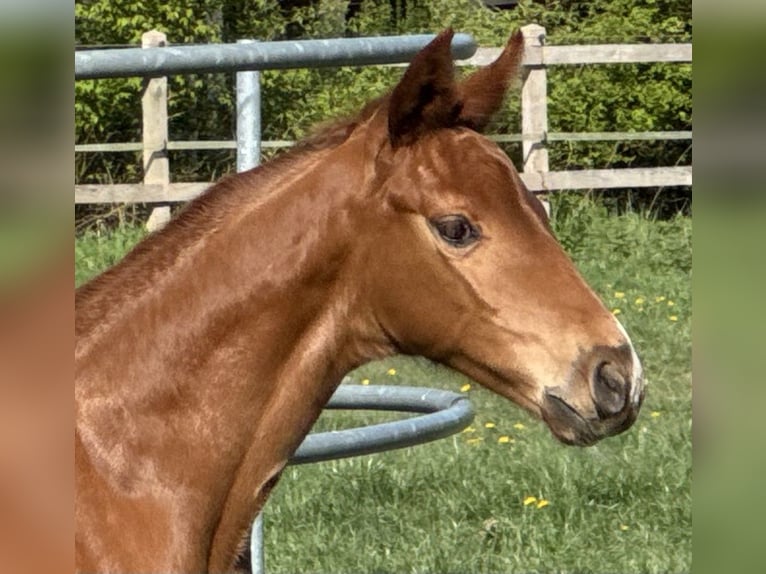Hannoveriano Semental  170 cm Alazán in Göldenitz