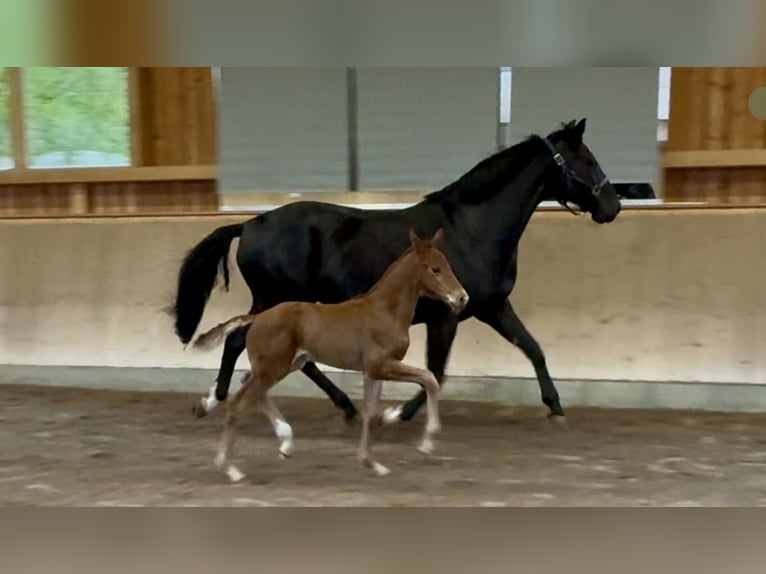Hannoveriano Semental  170 cm Alazán in Göldenitz