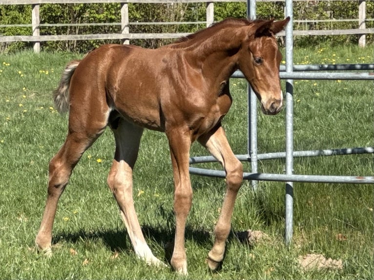 Hannoveriano Semental  170 cm Alazán in Göldenitz