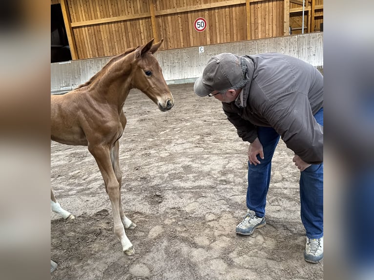 Hannoveriano Semental  170 cm Alazán in Göldenitz