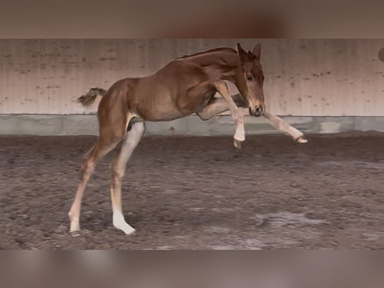 Hannoveriano Semental  170 cm Alazán in Göldenitz