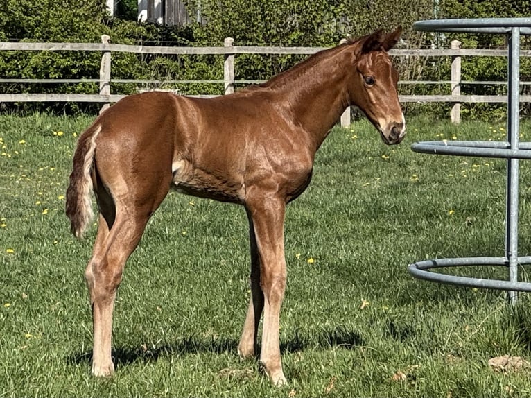 Hannoveriano Semental  170 cm Alazán in Göldenitz