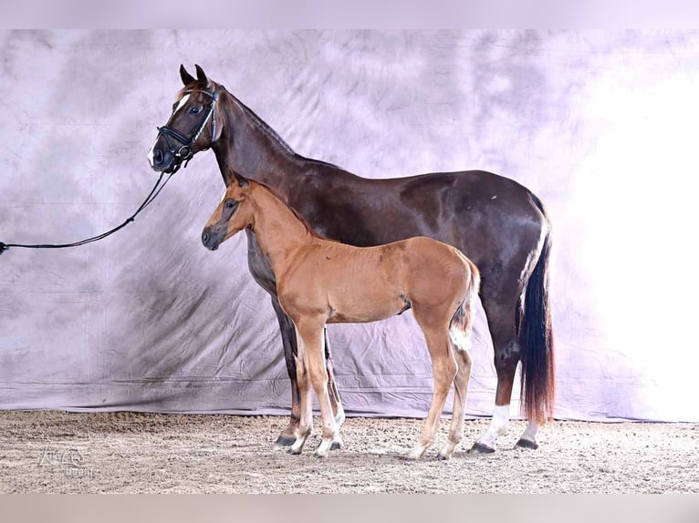 Hannoveriano Semental Potro (05/2026) 170 cm Alazán in Weyhe