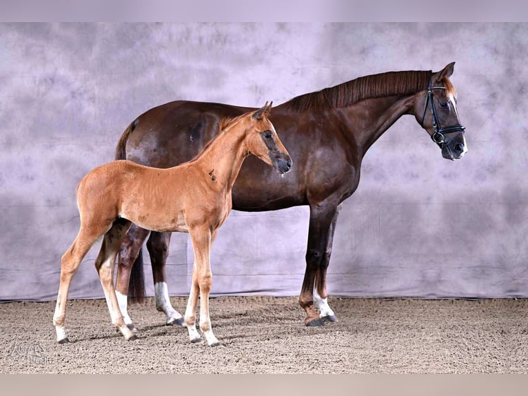 Hannoveriano Semental Potro (05/2026) 170 cm Alazán in Weyhe