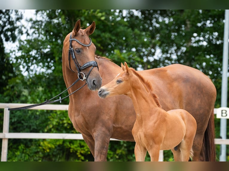 Hannoveriano Semental Potro (06/2026) 170 cm Alazán in Geestland