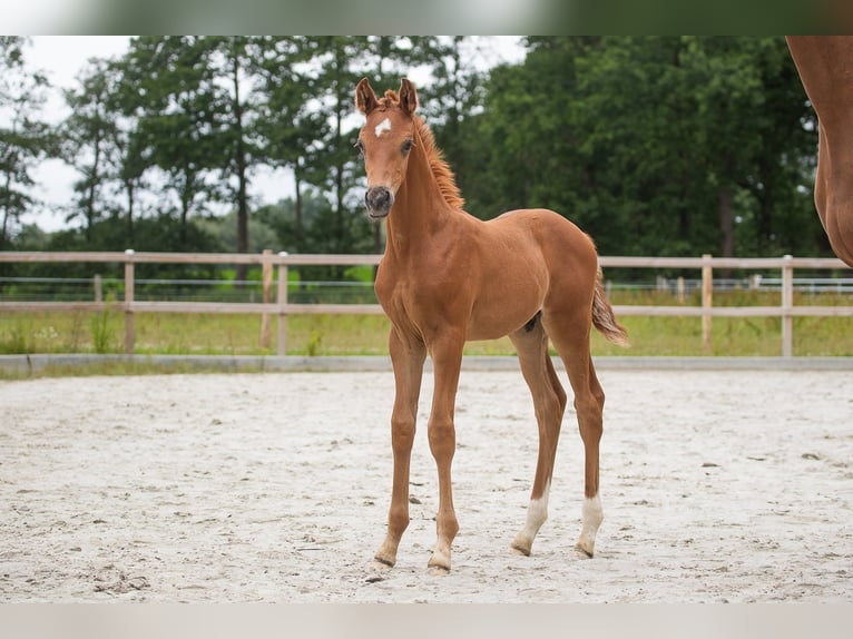 Hannoveriano Semental Potro (06/2026) 170 cm Alazán in Geestland
