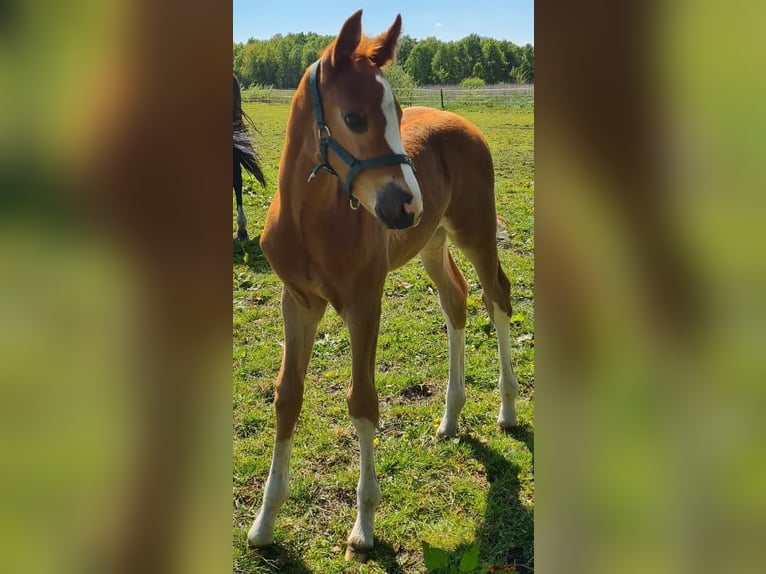 Hannoveriano Semental  170 cm Alazán in Osterholz-Scharmbeck