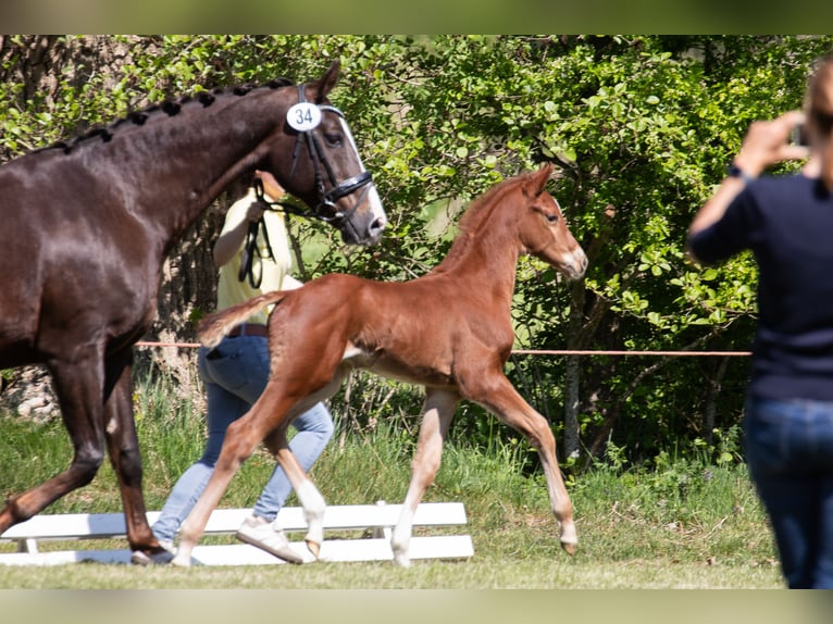 Hannoveriano Semental  170 cm Alazán-tostado in Wurster Nordseeküste