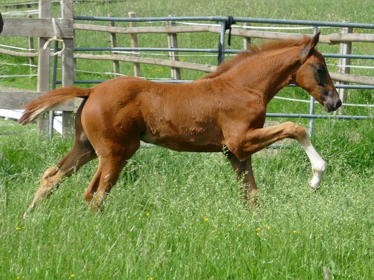 Hannoveriano Semental Potro (03/2026) 170 cm Alazán-tostado in Greifenstein