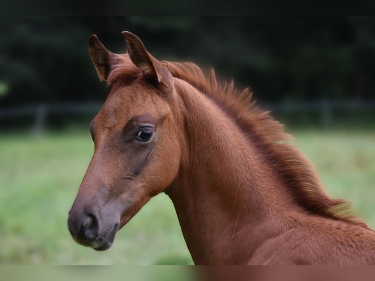 Hannoveriano Semental Potro (06/2025) 170 cm Alazán-tostado in Westerkappeln
