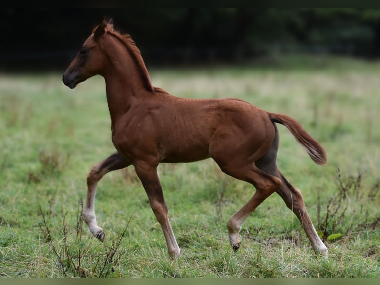 Hannoveriano Semental Potro (06/2025) 170 cm Alazán-tostado in Westerkappeln
