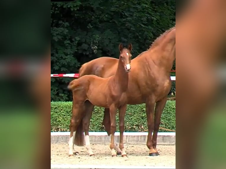 Hannoveriano Semental Potro (01/2025) 170 cm Alazán-tostado in Toftlund
