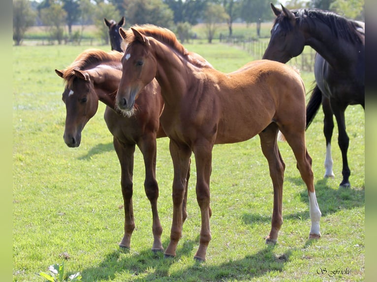 Hannoveriano Semental Potro (04/2025) 170 cm in Harsefeld