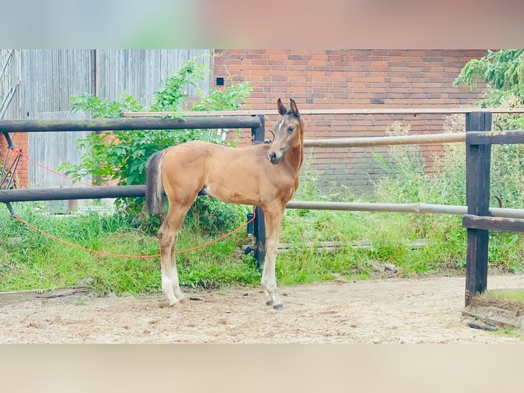Hannoveriano Semental Potro (05/2026) 170 cm Castaño in Bröckel