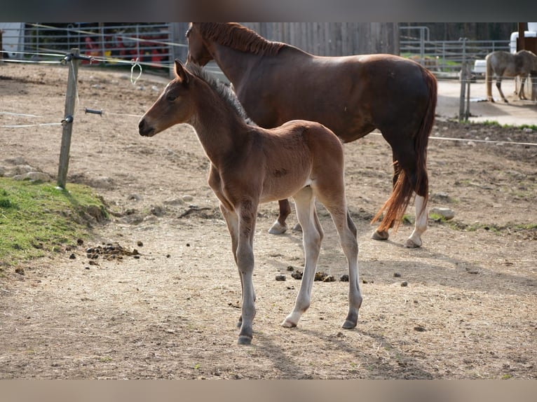 Hannoveriano Semental  170 cm Castaño in Steiermark