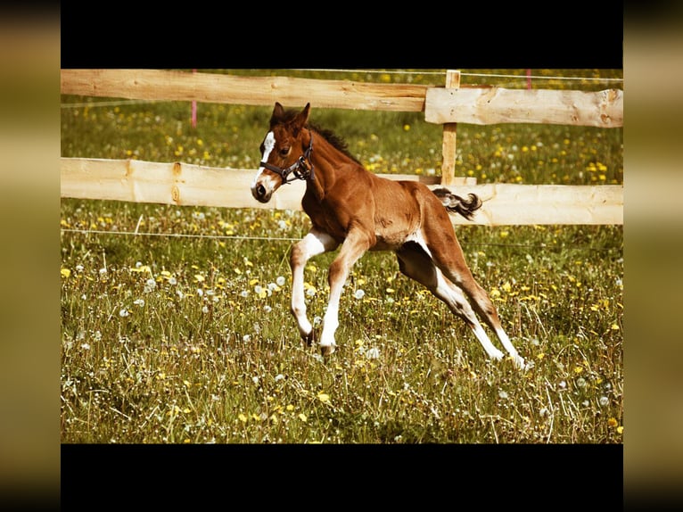 Hannoveriano Semental Potro (04/2024) 170 cm Castaño claro in Hessisch Lichtenau