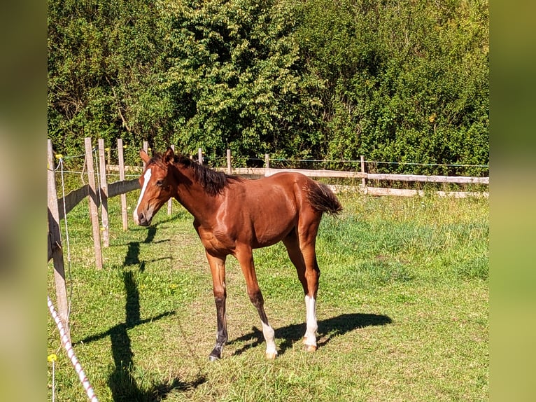 Hannoveriano Semental Potro (04/2024) 170 cm Castaño claro in Hessisch Lichtenau