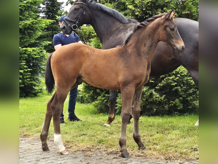 Hannoveriano Semental Potro (04/2024) 170 cm Castaño oscuro in Heede