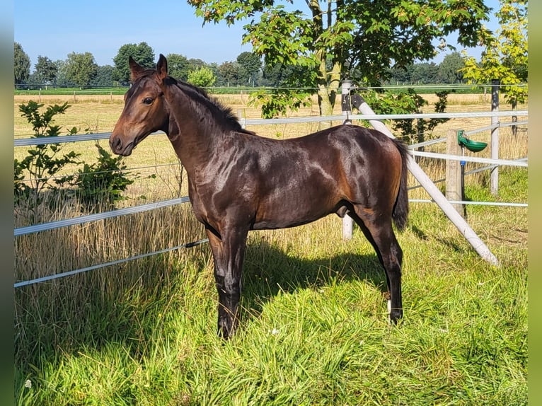 Hannoveriano Semental Potro (04/2024) 170 cm Castaño oscuro in Heede