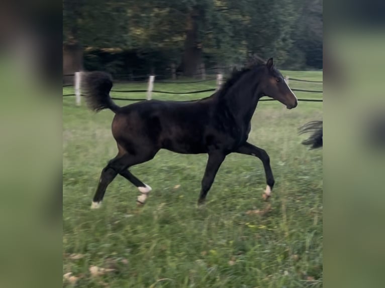 Hannoveriano Semental Potro (04/2026) 170 cm Morcillo in Kranenburg