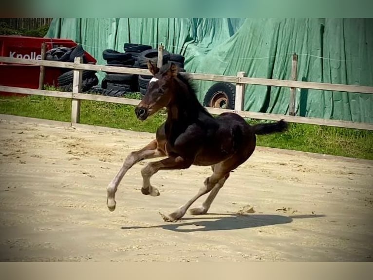 Hannoveriano Semental Potro (02/2026) 170 cm Morcillo in Unna