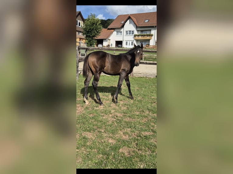 Hannoveriano Semental Potro (04/2026) 170 cm Morcillo in Neuenstein