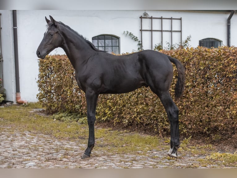 Hannoveriano Semental Potro (05/2024) 170 cm Negro in Hagen im Bremischen