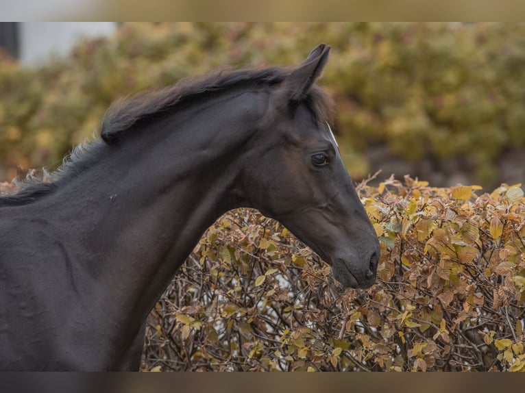 Hannoveriano Semental Potro (05/2024) 170 cm Negro in Hagen im Bremischen