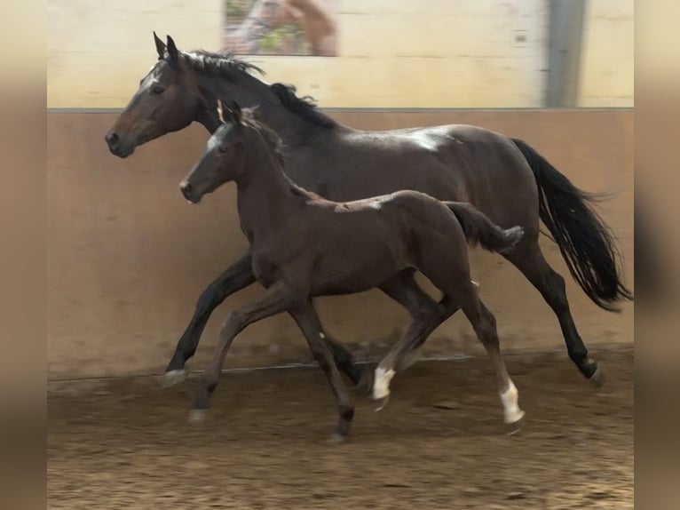 Hannoveriano Semental Potro (05/2026) 170 cm Negro in Achim