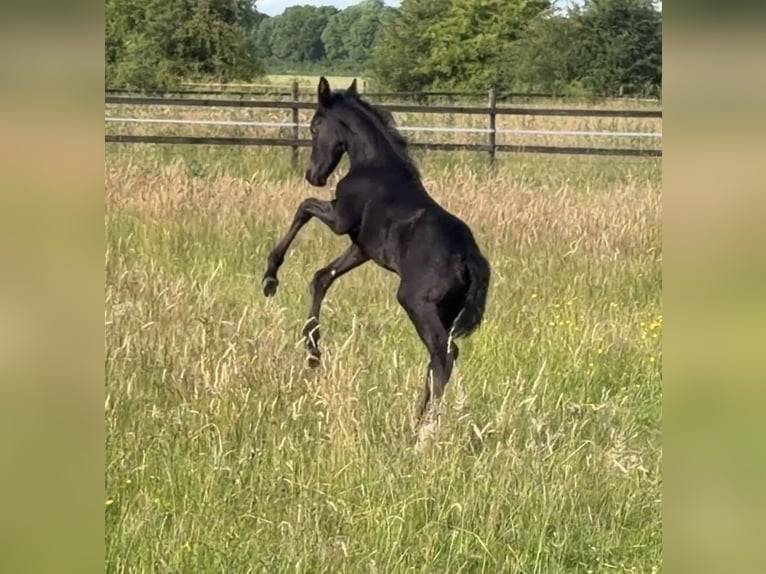Hannoveriano Semental Potro (05/2026) 170 cm Negro in Achim