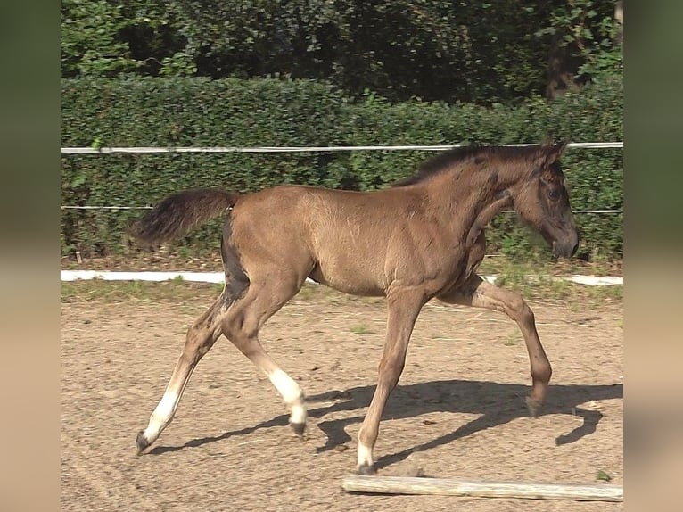 Hannoveriano Semental Potro (05/2026) 170 cm Negro in Ratekau