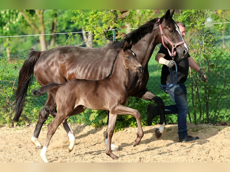 Hannoveriano Semental Potro (04/2026) 170 cm Negro in Kutenholz