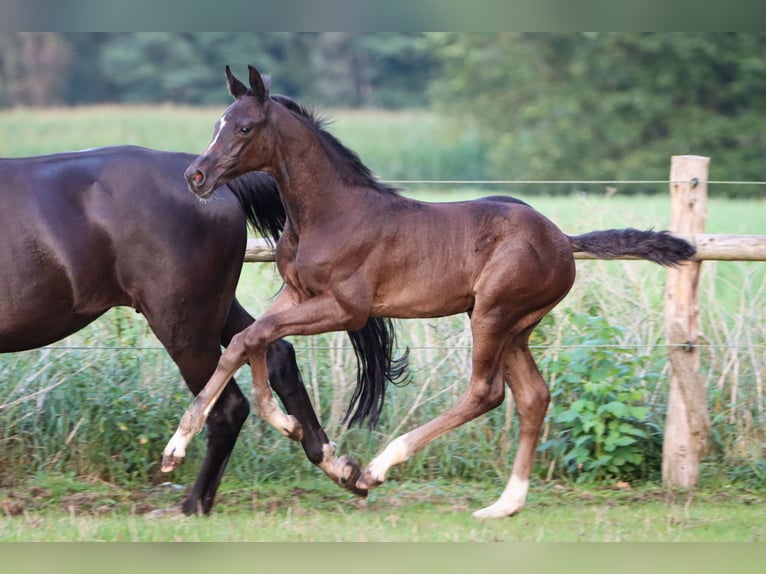 Hannoveriano Semental Potro (06/2024) 170 cm Negro in Rickling