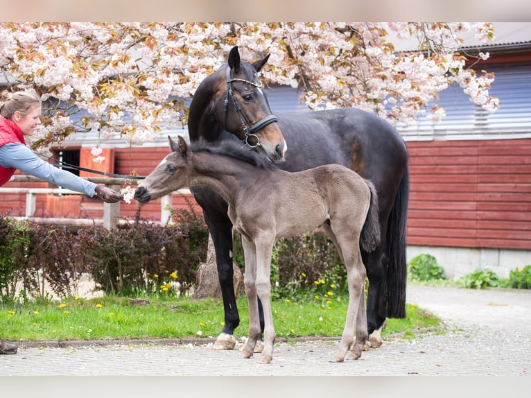 Hannoveriano Semental  170 cm Negro in Langen