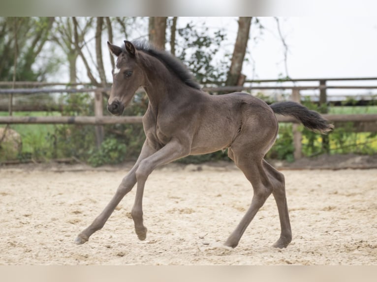 Hannoveriano Semental  170 cm Negro in Langen