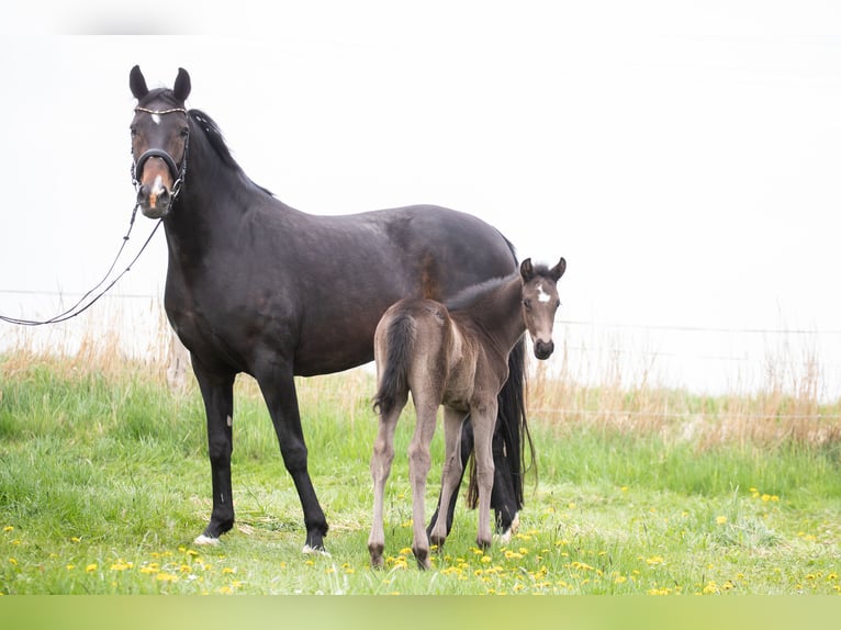 Hannoveriano Semental  170 cm Negro in Langen