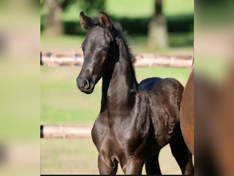Hannoveriano Semental Potro (04/2026) 170 cm Negro in Drochtersen