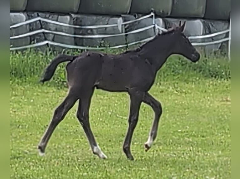 Hannoveriano Semental  170 cm Negro in Rosengarten