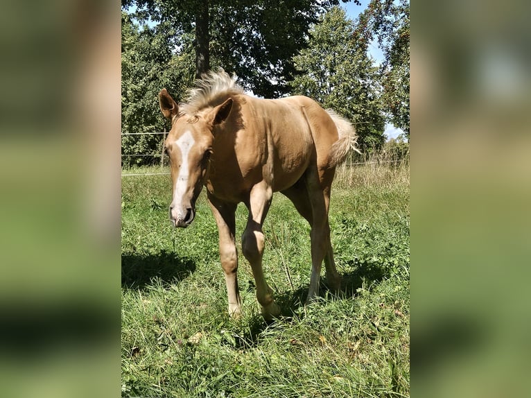 Hannoveriano Semental Potro (06/2025) 170 cm Palomino in Fulda