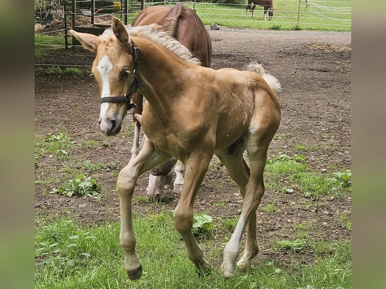 Hannoveriano Semental Potro (06/2025) 170 cm Palomino in Fulda