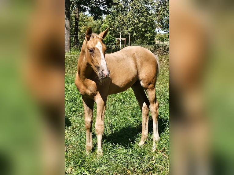 Hannoveriano Semental Potro (06/2025) 170 cm Palomino in Fulda